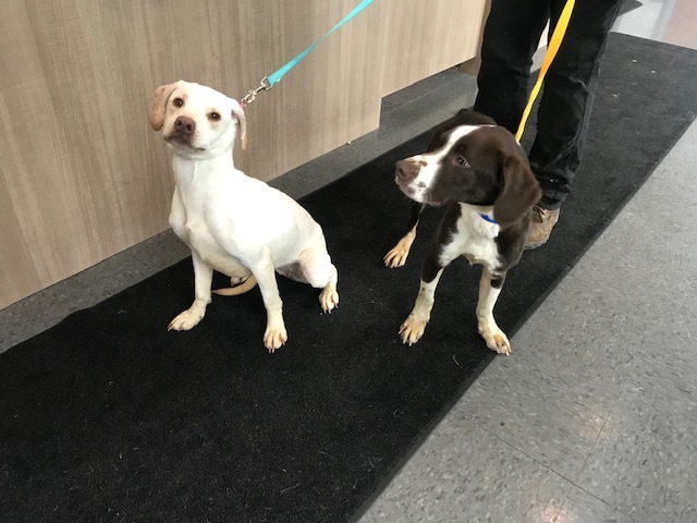 Meet Rolly Meet Rolly! *UPDATE: ADOPTED!!!* – AdoptMe!