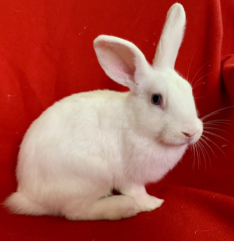 Meet Katie! *UPDATE: ADOPTED!!!* – AdoptMe!